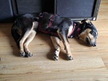 DJAMILA, Hund, Mischlingshund in Greven - Bild 4
