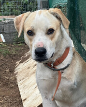 PETRO, Hund, Mischlingshund in Griechenland - Bild 2