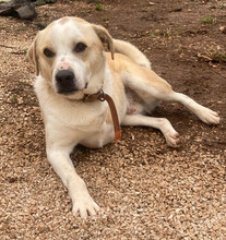 PETRO, Hund, Mischlingshund in Griechenland - Bild 4