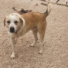 PETRO, Hund, Mischlingshund in Griechenland - Bild 5