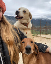 PETRO, Hund, Mischlingshund in Griechenland - Bild 6