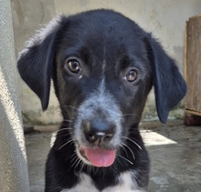 ACHILLE, Hund, Mischlingshund in Italien - Bild 1