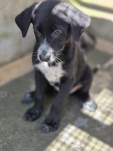 ACHILLE, Hund, Mischlingshund in Italien - Bild 2