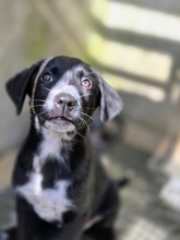 ACHILLE, Hund, Mischlingshund in Italien - Bild 3