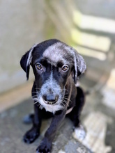 ACHILLE, Hund, Mischlingshund in Italien - Bild 5