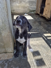 ACHILLE, Hund, Mischlingshund in Italien - Bild 6