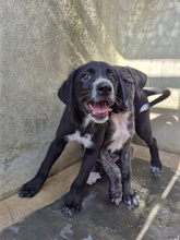 ACHILLE, Hund, Mischlingshund in Italien - Bild 7