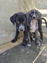 ACHILLE, Hund, Mischlingshund in Italien - Bild 8