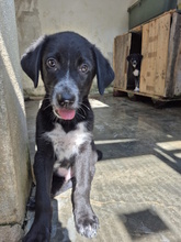 ACHILLE, Hund, Mischlingshund in Italien - Bild 9