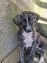 ETTORE, Hund, Mischlingshund in Italien - Bild 2