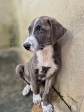 ETTORE, Hund, Mischlingshund in Italien - Bild 3
