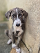 ETTORE, Hund, Mischlingshund in Italien - Bild 4