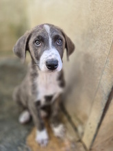ETTORE, Hund, Mischlingshund in Italien - Bild 5