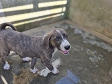 ETTORE, Hund, Mischlingshund in Italien - Bild 6
