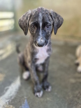 ETTORE, Hund, Mischlingshund in Italien - Bild 7