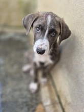 ETTORE, Hund, Mischlingshund in Italien - Bild 8