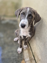 ETTORE, Hund, Mischlingshund in Italien - Bild 9