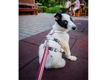 BENTJA, Hund, Mischlingshund in Wehrheim - Bild 2