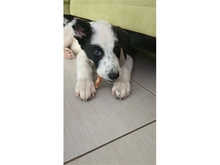 BENTJA, Hund, Mischlingshund in Wehrheim - Bild 3