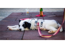 BENTJA, Hund, Mischlingshund in Wehrheim - Bild 4