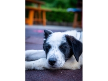 BENTJA, Hund, Mischlingshund in Wehrheim - Bild 5