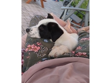 BENTJA, Hund, Mischlingshund in Wehrheim - Bild 6