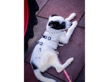 BENTJA, Hund, Mischlingshund in Wehrheim - Bild 7