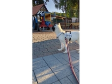 BENTJA, Hund, Mischlingshund in Wehrheim - Bild 8