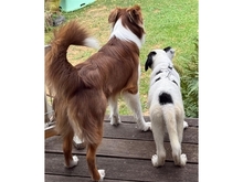 BENTJA, Hund, Mischlingshund in Wehrheim - Bild 9
