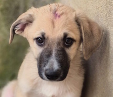 MENELAO, Hund, Mischlingshund in Italien - Bild 1
