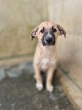 MENELAO, Hund, Mischlingshund in Italien - Bild 3