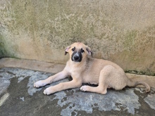 MENELAO, Hund, Mischlingshund in Italien - Bild 4