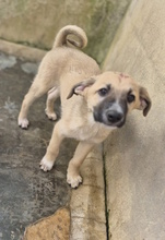 MENELAO, Hund, Mischlingshund in Italien - Bild 5