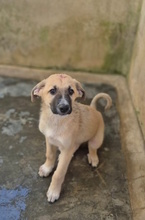 MENELAO, Hund, Mischlingshund in Italien - Bild 6