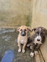 MENELAO, Hund, Mischlingshund in Italien - Bild 7