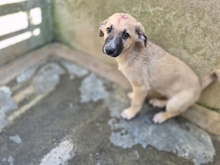 MENELAO, Hund, Mischlingshund in Italien - Bild 8