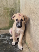 MENELAO, Hund, Mischlingshund in Italien - Bild 9