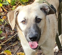 MENELAO, Hund, Mischlingshund in Leverkusen