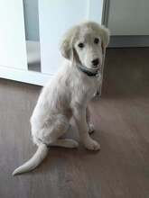 RUFUS, Hund, Mischlingshund in Griechenland - Bild 2