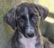 PARIDE, Hund, Mischlingshund in Italien