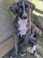 PARIDE, Hund, Mischlingshund in Italien - Bild 2