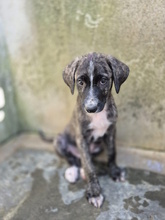 PARIDE, Hund, Mischlingshund in Italien - Bild 3