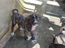 PARIDE, Hund, Mischlingshund in Italien - Bild 4