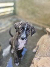 PARIDE, Hund, Mischlingshund in Italien - Bild 6