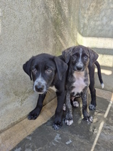 PARIDE, Hund, Mischlingshund in Italien - Bild 7