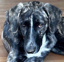 PARIDE, Hund, Mischlingshund in Seevetal