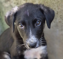 BRISEIDE, Hund, Mischlingshund in Italien