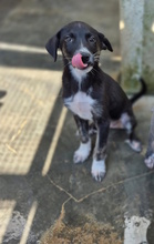 BRISEIDE, Hund, Mischlingshund in Italien - Bild 3