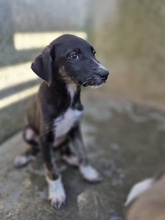 BRISEIDE, Hund, Mischlingshund in Italien - Bild 4