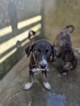 BRISEIDE, Hund, Mischlingshund in Italien - Bild 5